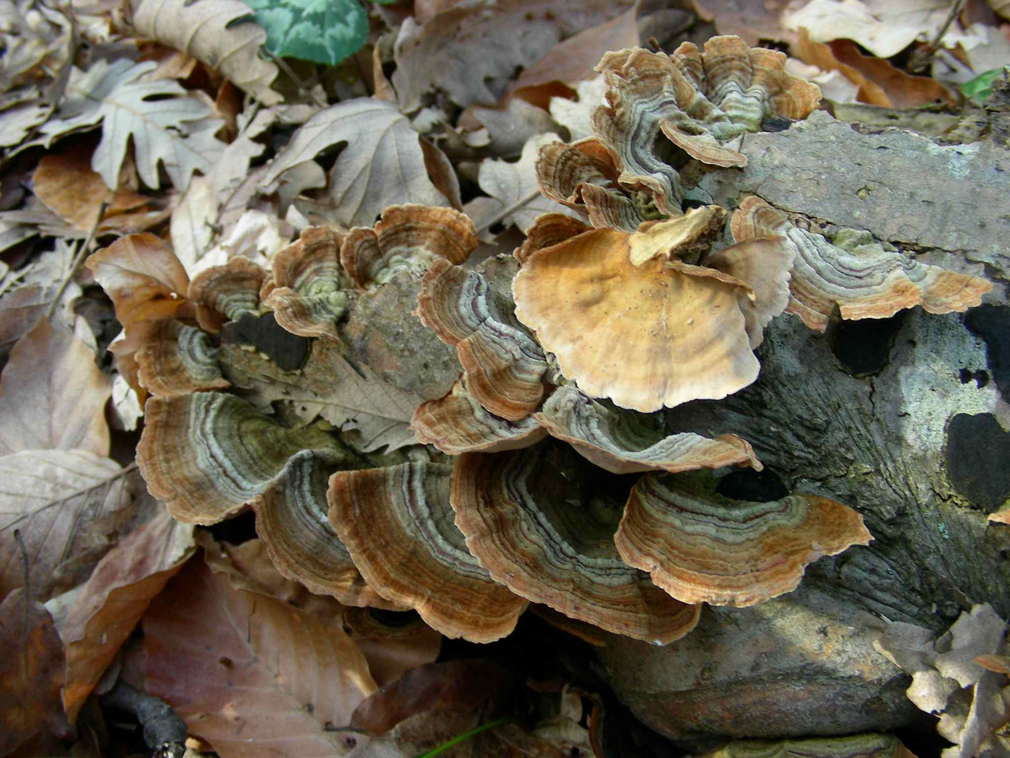 1956 Marzo vecchio ritrovamento